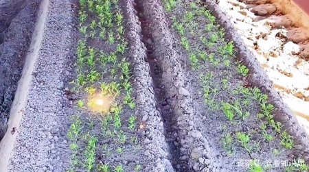 干货满满（小型牧草收割机一体机）微型牧草收割机价格，(图4)